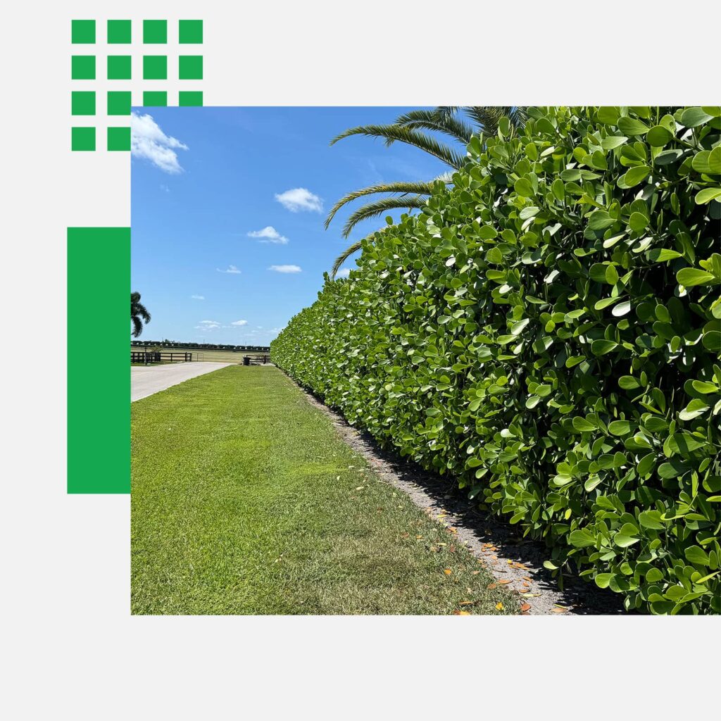 neatly trimmed row of clusia hedges in Wellington Florida